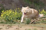 CHIEN FINNOIS DE LAPONIE 377